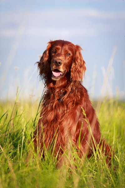 Brown Dog