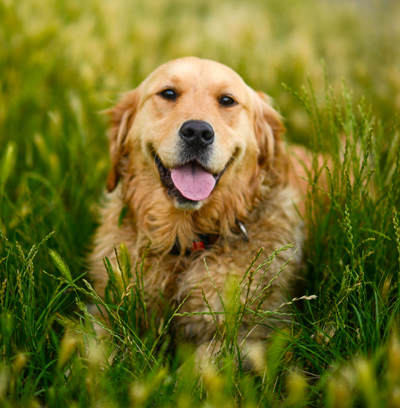 Happy Dog