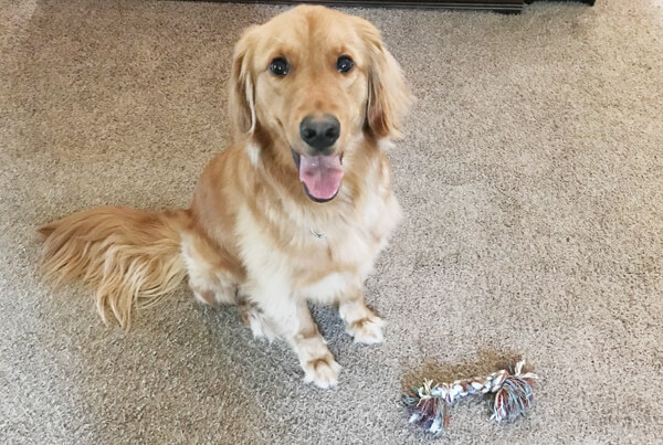 Golden Retriever with toy