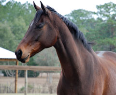 arabian horse