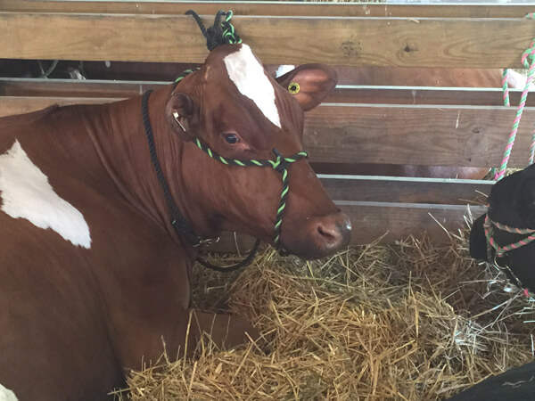 Cow in stall