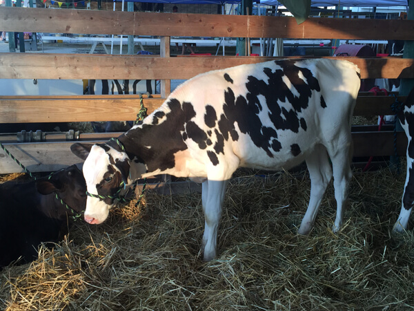 Black and White Cow