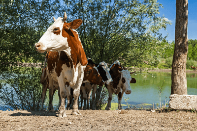 Group of Cows