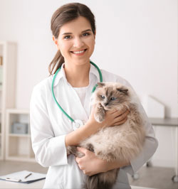 Doctor holding fluffy cat