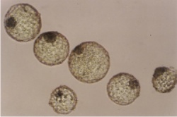 Embryos