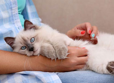 person holding cat