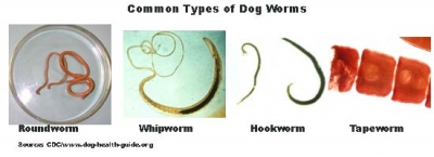 Common types of Dog Worms